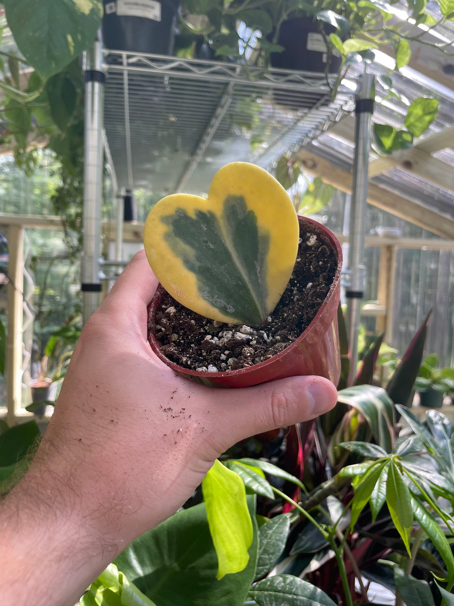 Hoya Sweetheart Variegated