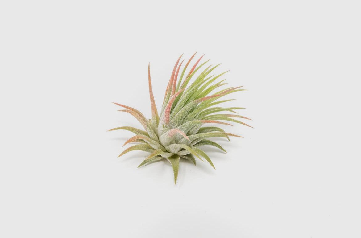 Assorted Air Plants