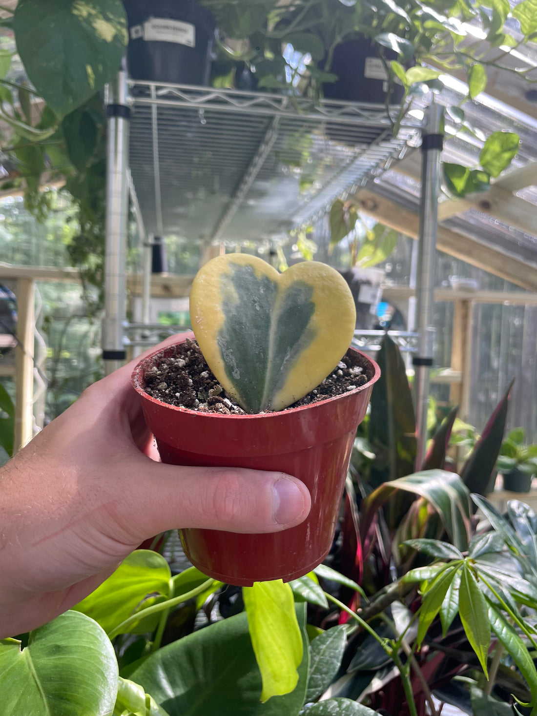 Hoya Sweetheart Variegated