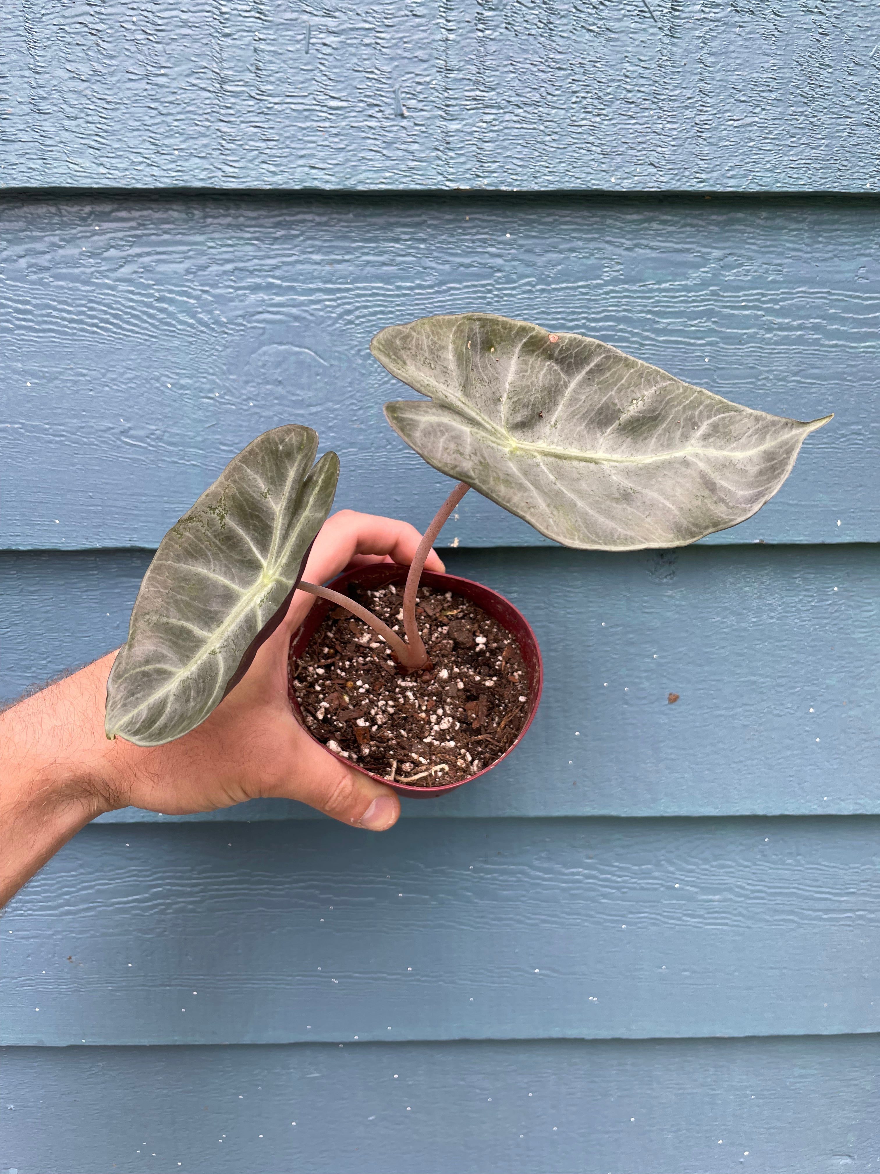 Alocasia Pink Princess