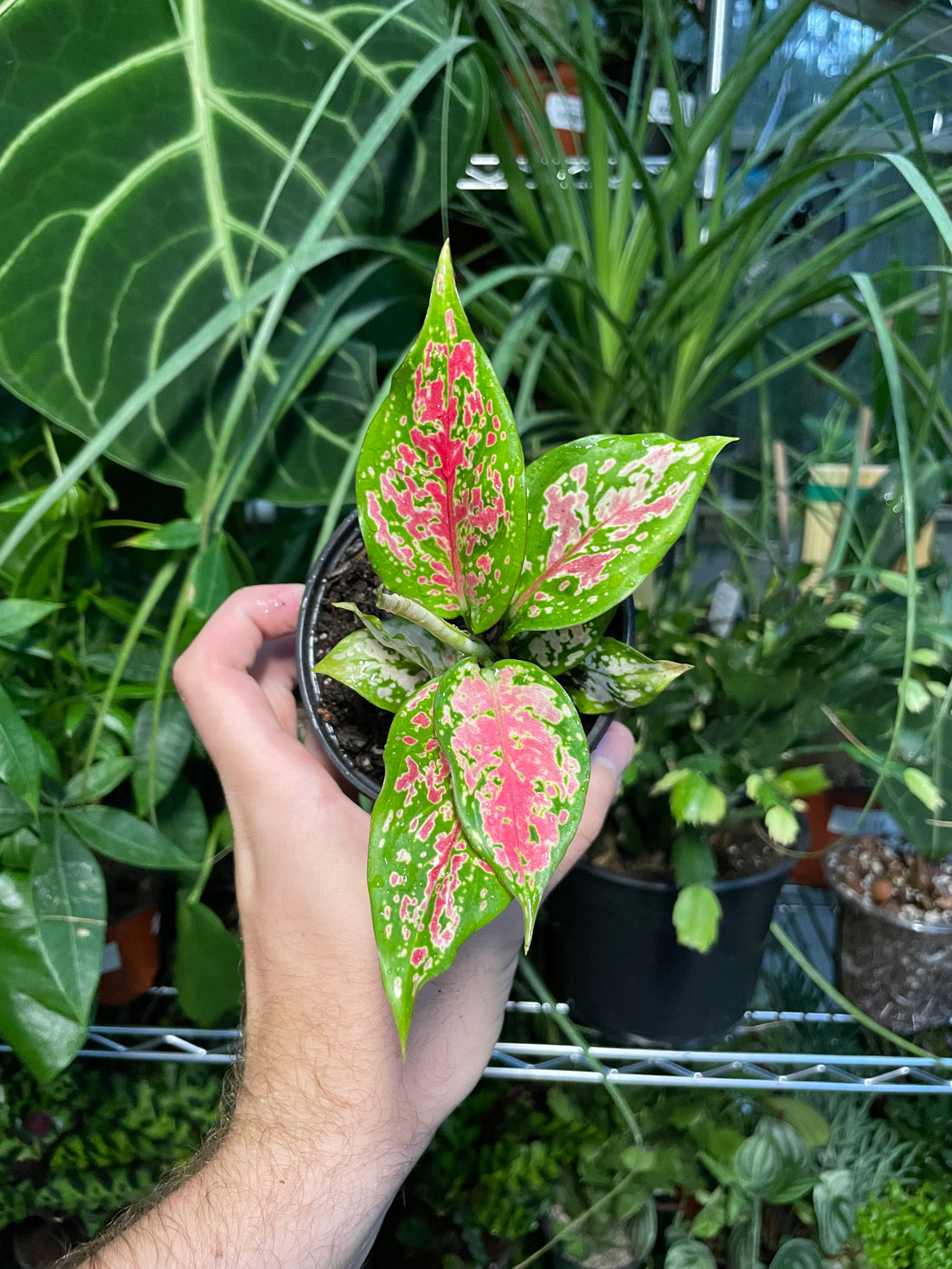 Aglaonema Lady Valentine