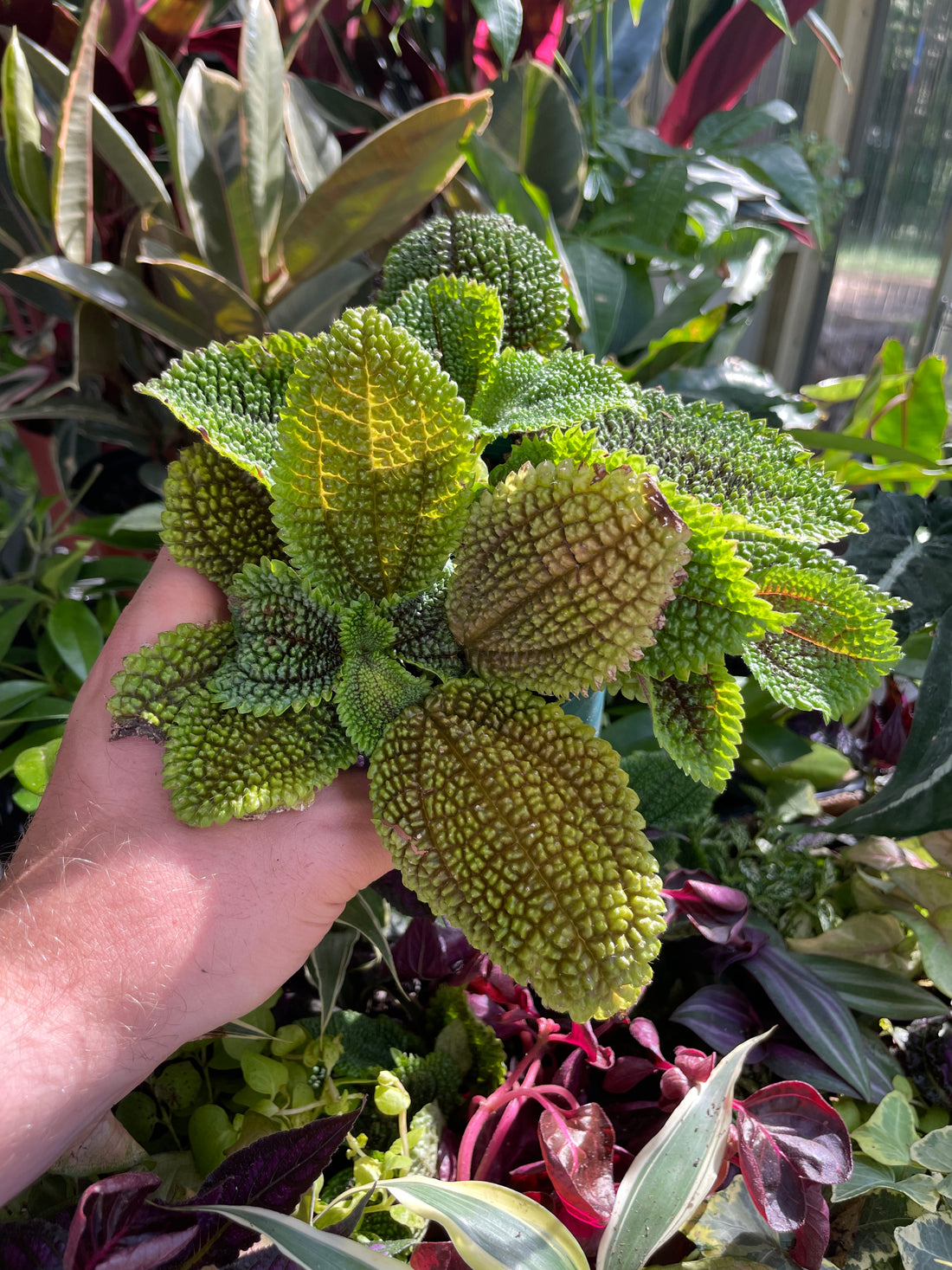 Pilea Moon Valley