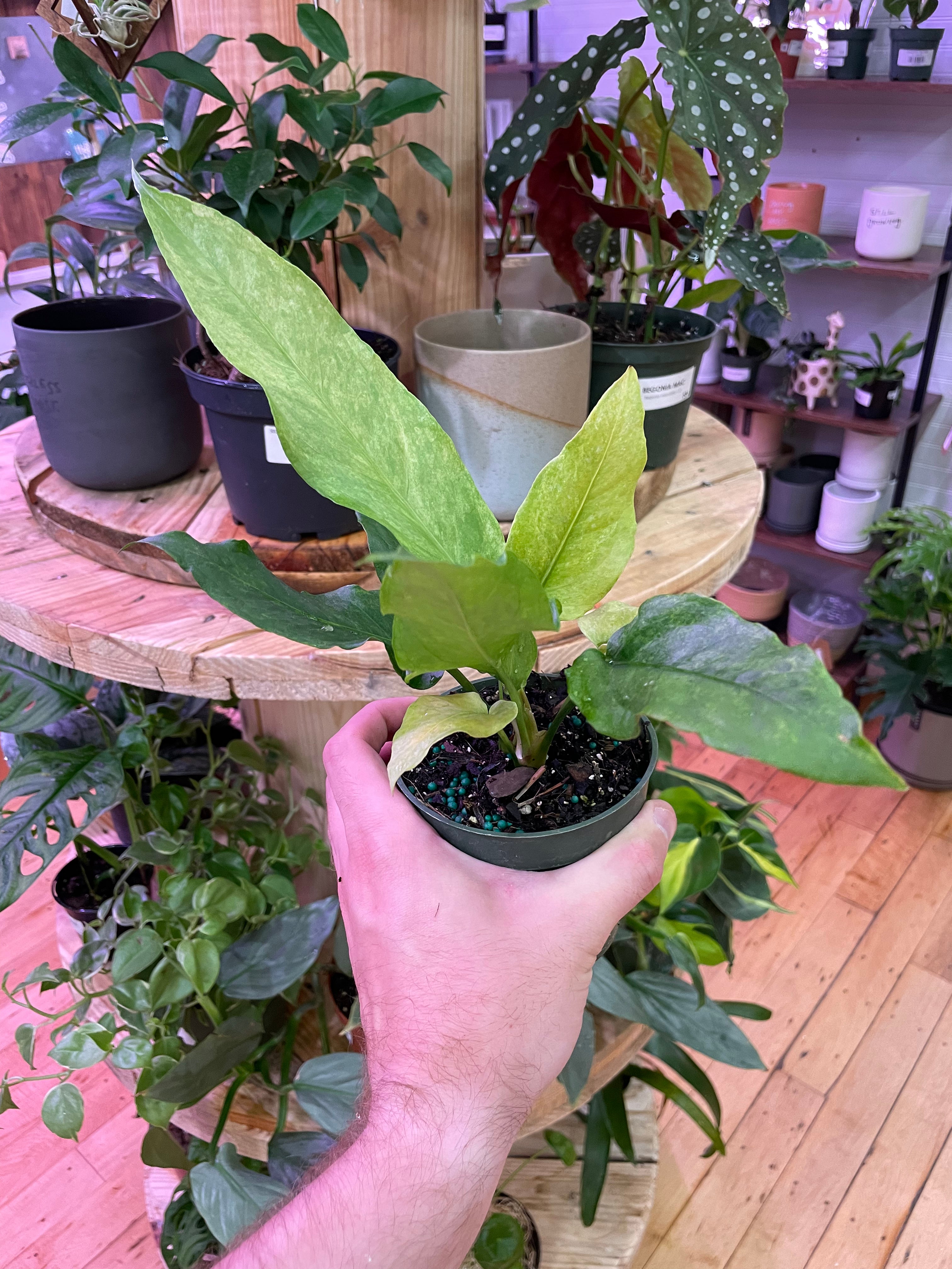 Anthurium Hookeri Variegated