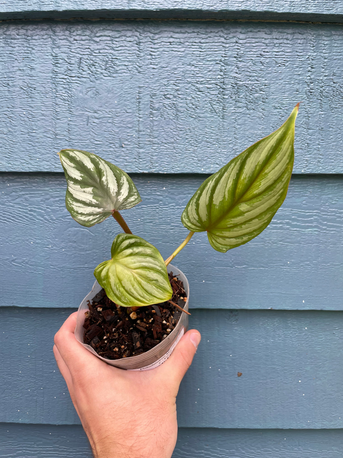 Philodendron Mamei Silver