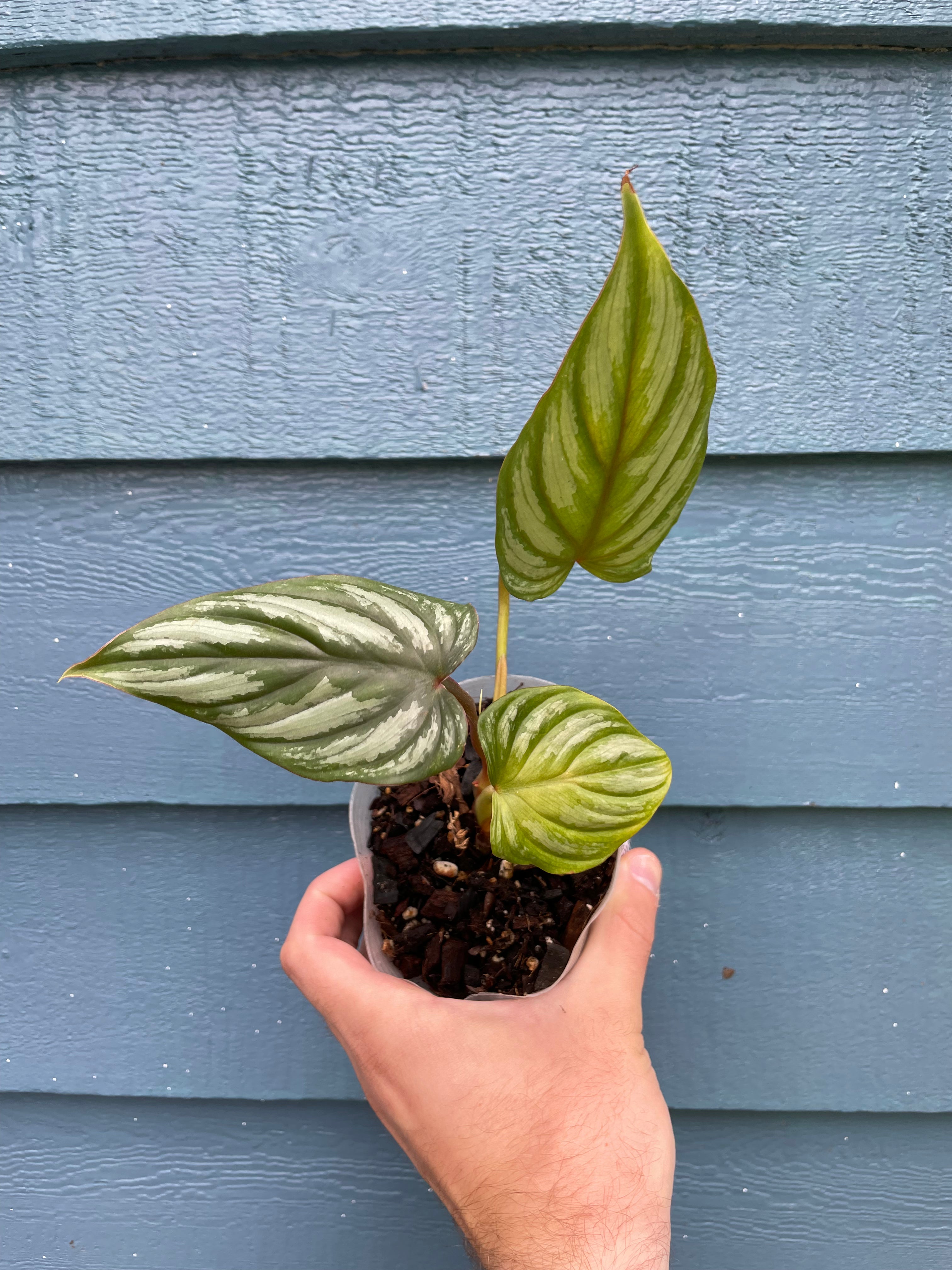 Philodendron Mamei Silver