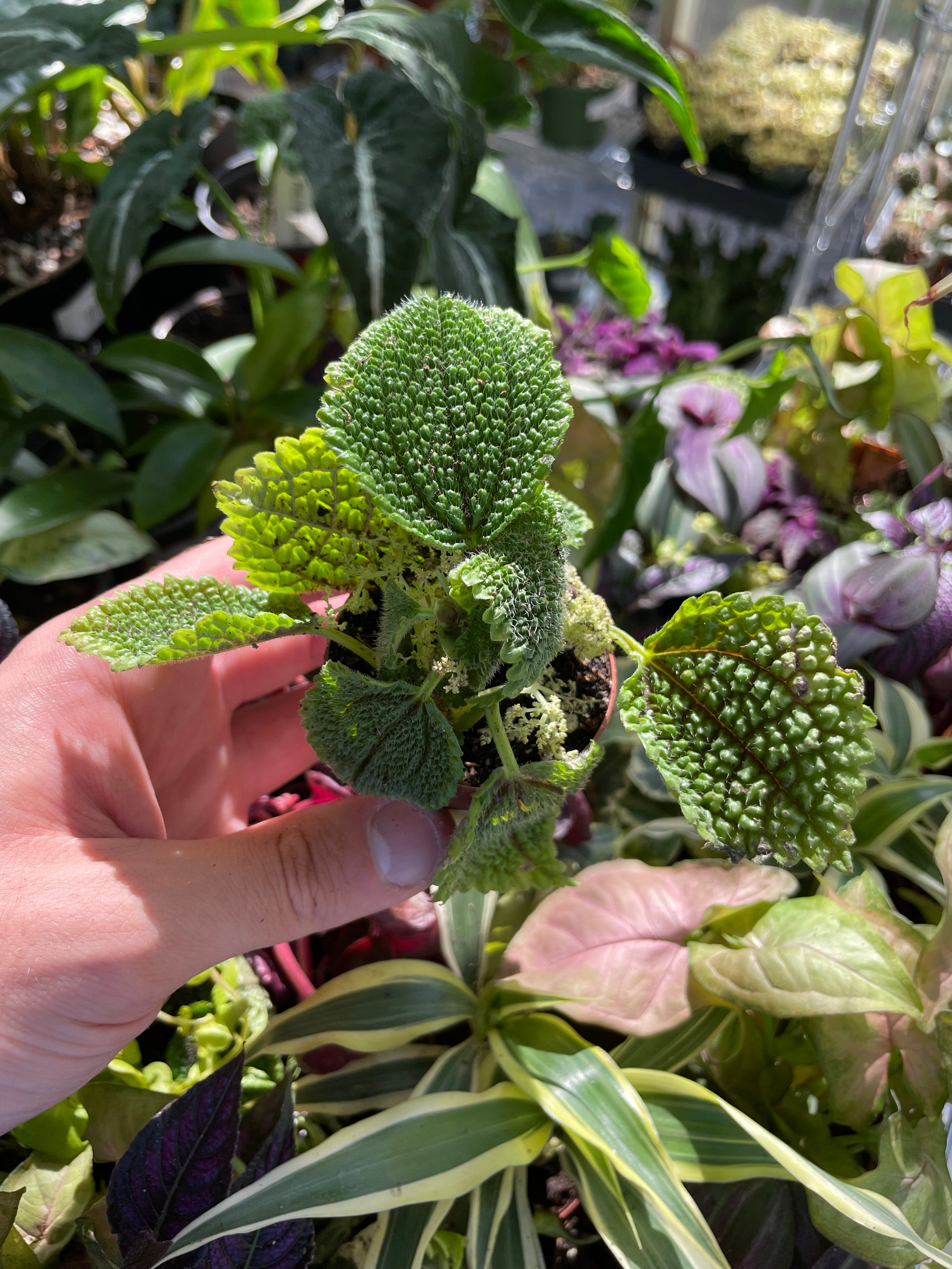 Pilea Moon Valley