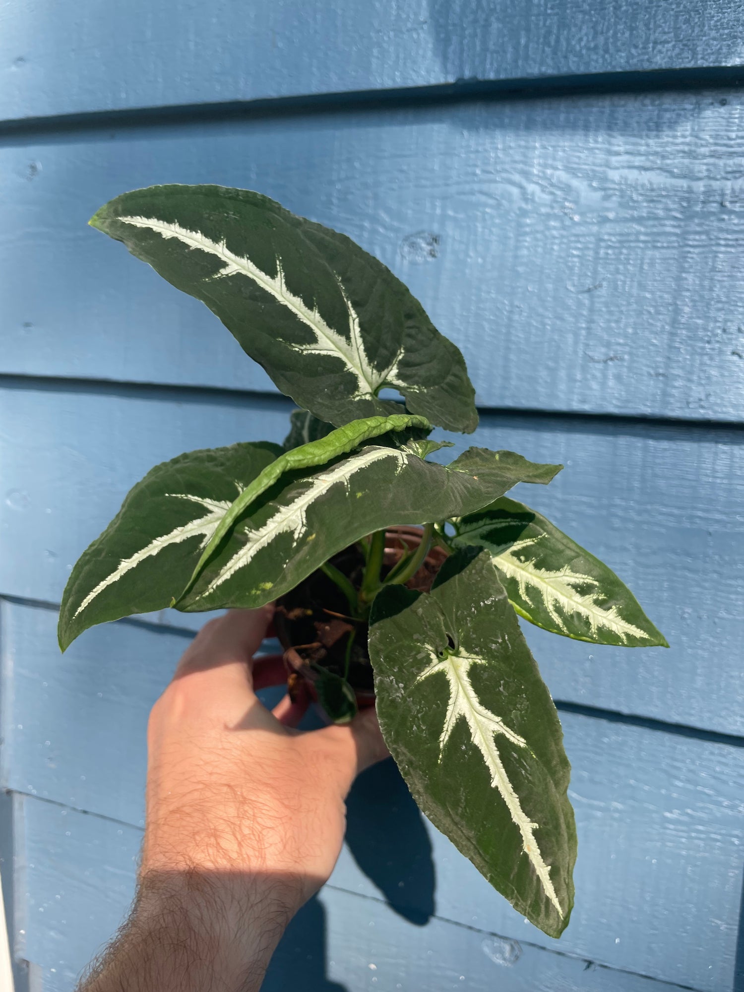 Syngonium Wendlandii Black Velvet