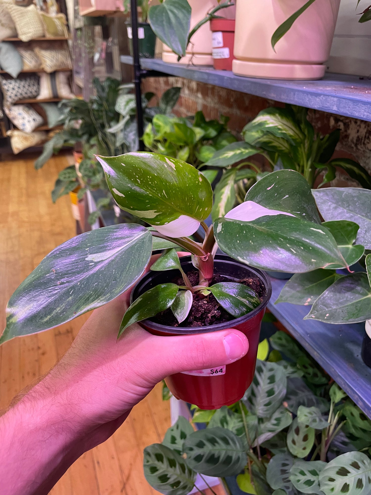 Philodendron White Knight