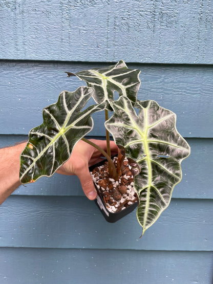 Alocasia Polly