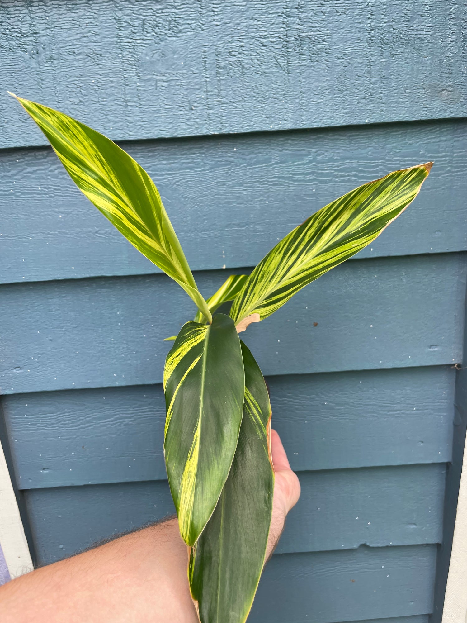 Variegated Ginger