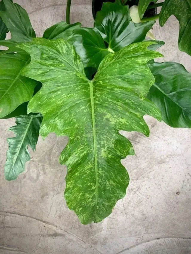 Philodendron Golden Dragon