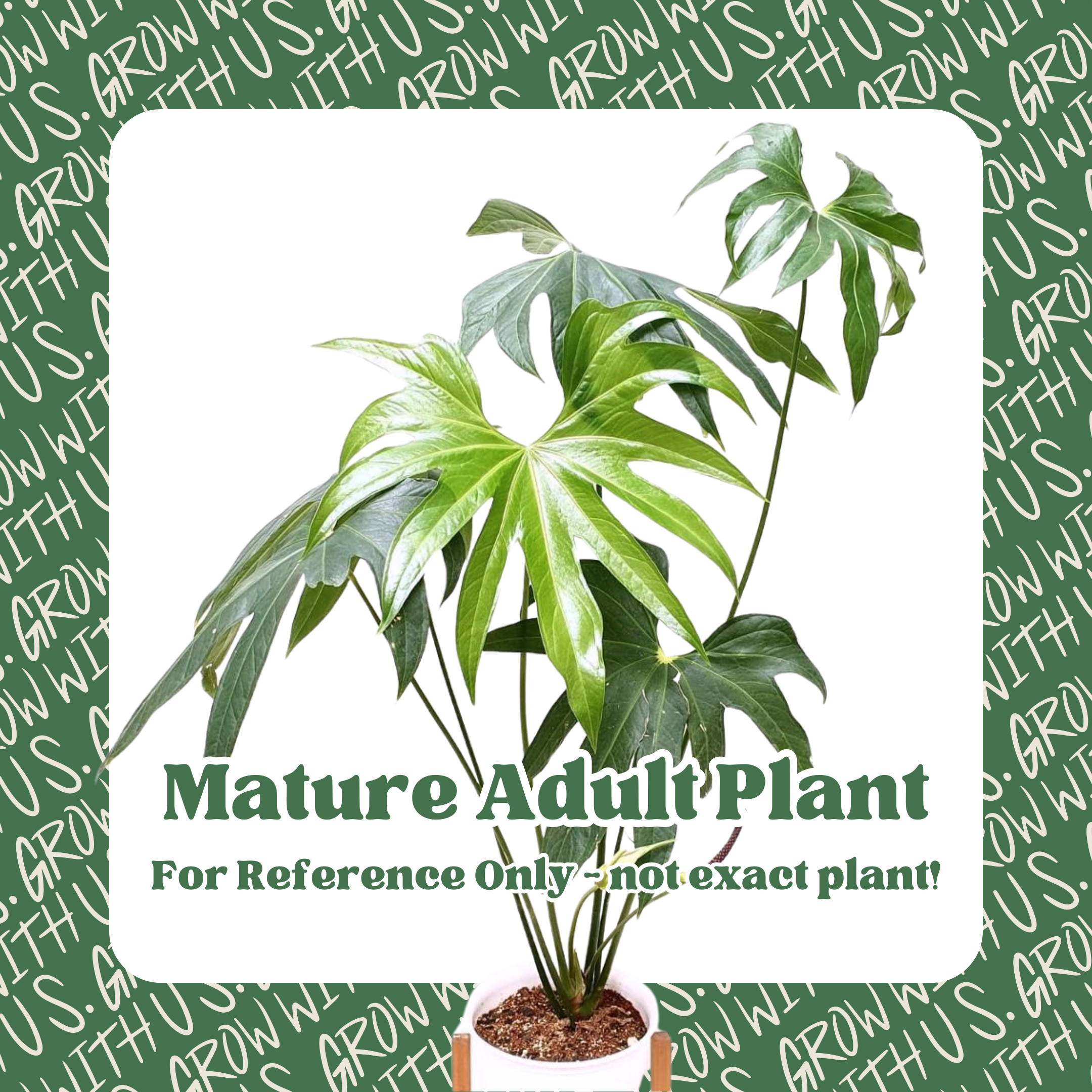 Anthurium Pedatoradiatum &