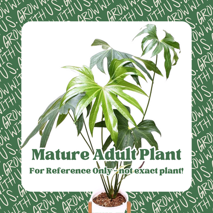 Anthurium Pedatoradiatum &