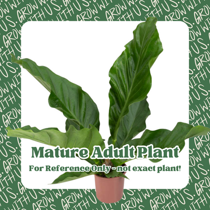 Anthurium Plowmanii