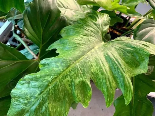 Philodendron Golden Dragon