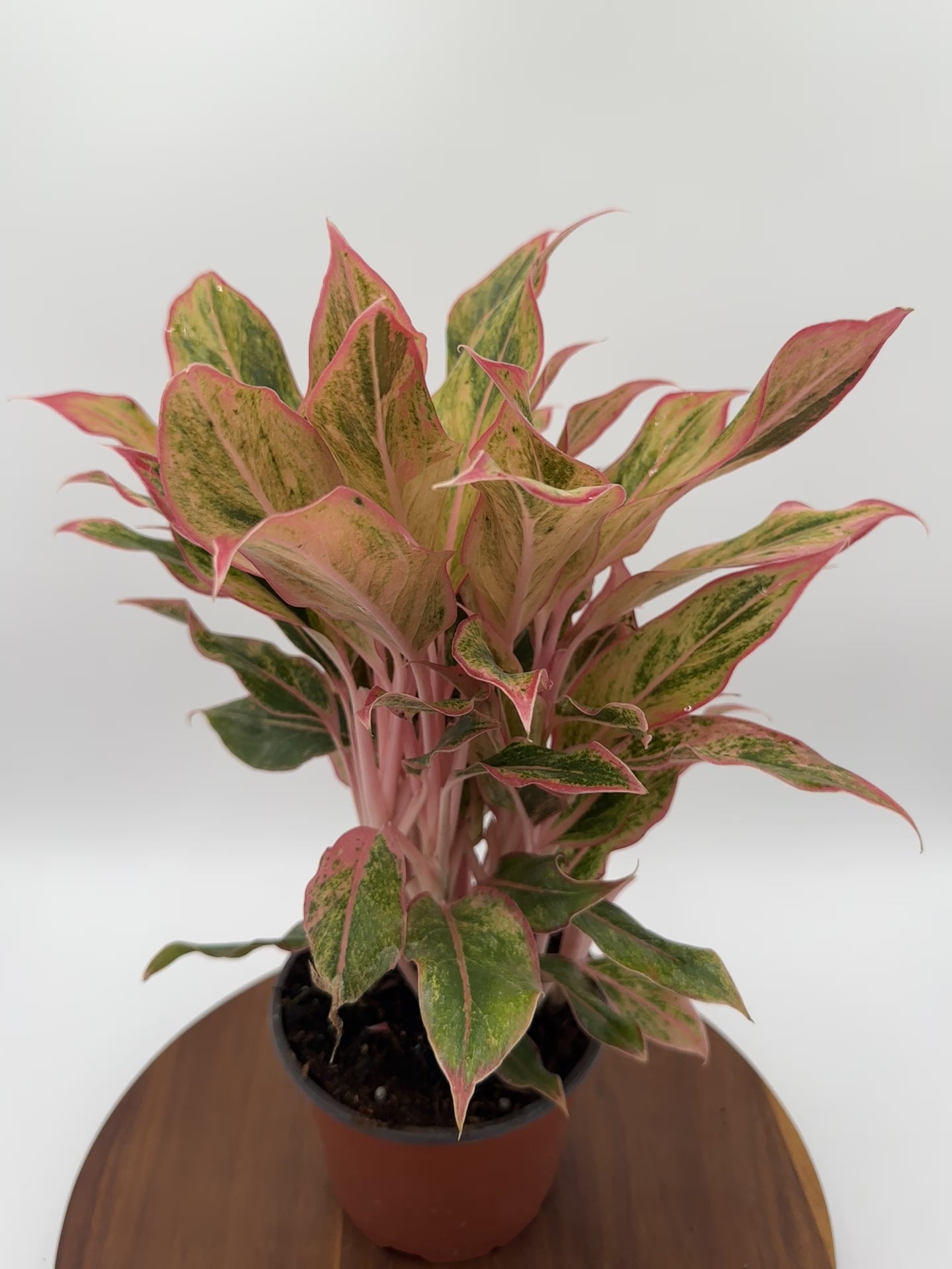 Aglaonema Orange Siam