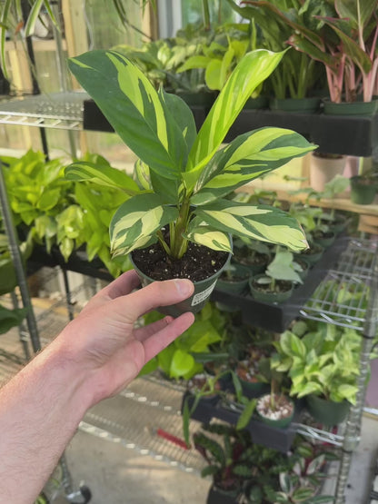 Calathea Pilosa