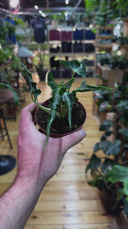 Alocasia Loco