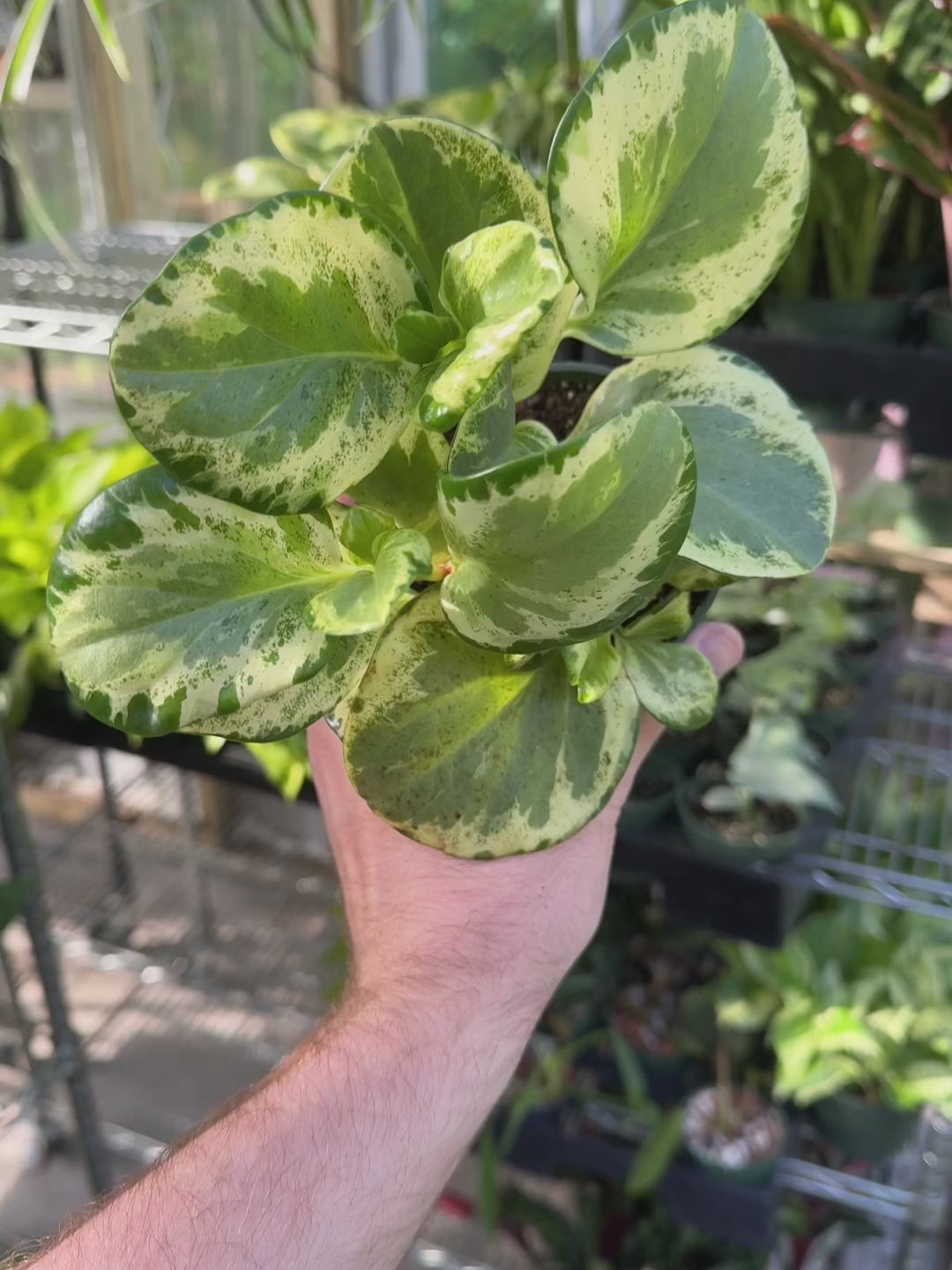 Peperomia Golden Gate