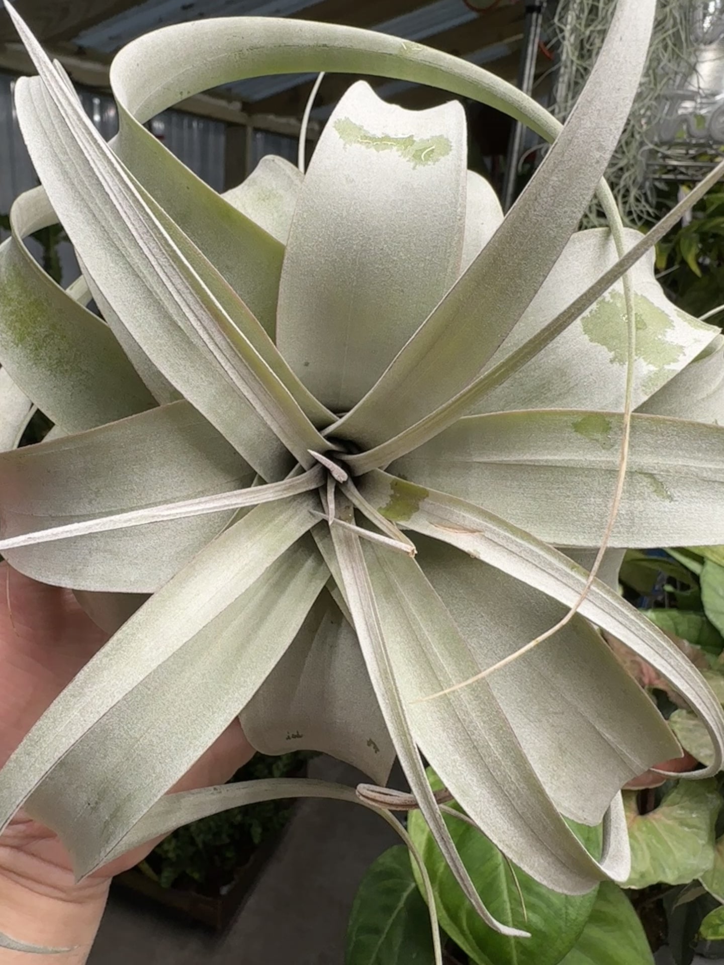 Xerographica Tillandsia Air Plant