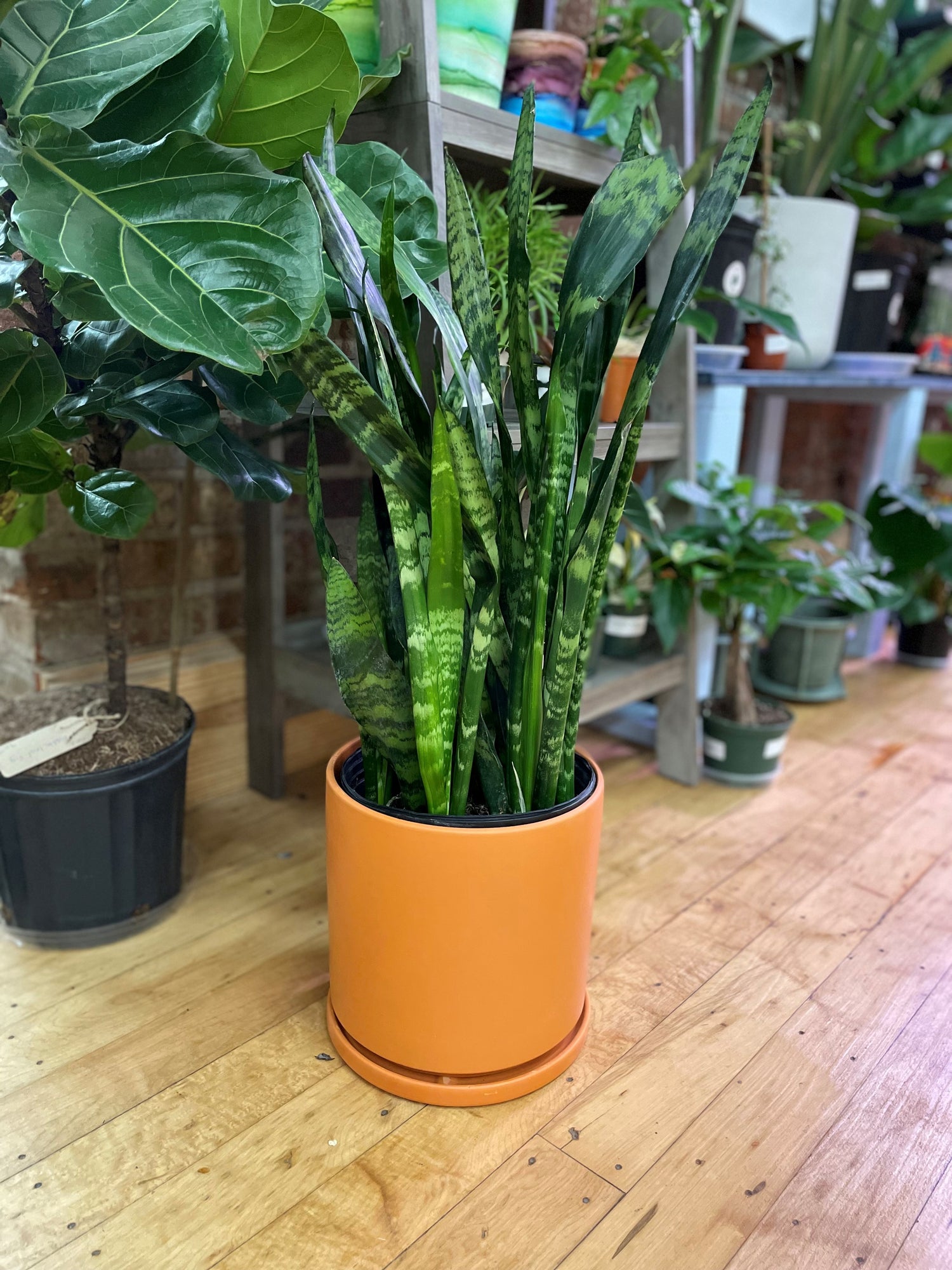 snake plant in terracotta pot