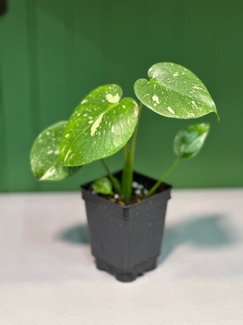 Monstera Thai Constellation