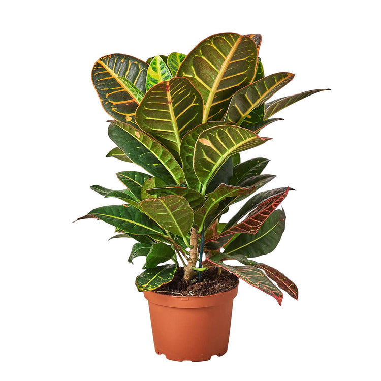 Croton Petra 6"