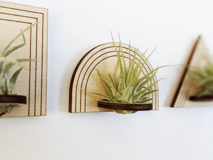 Wood Air Plant Magnet Square