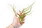Assorted Air Plants