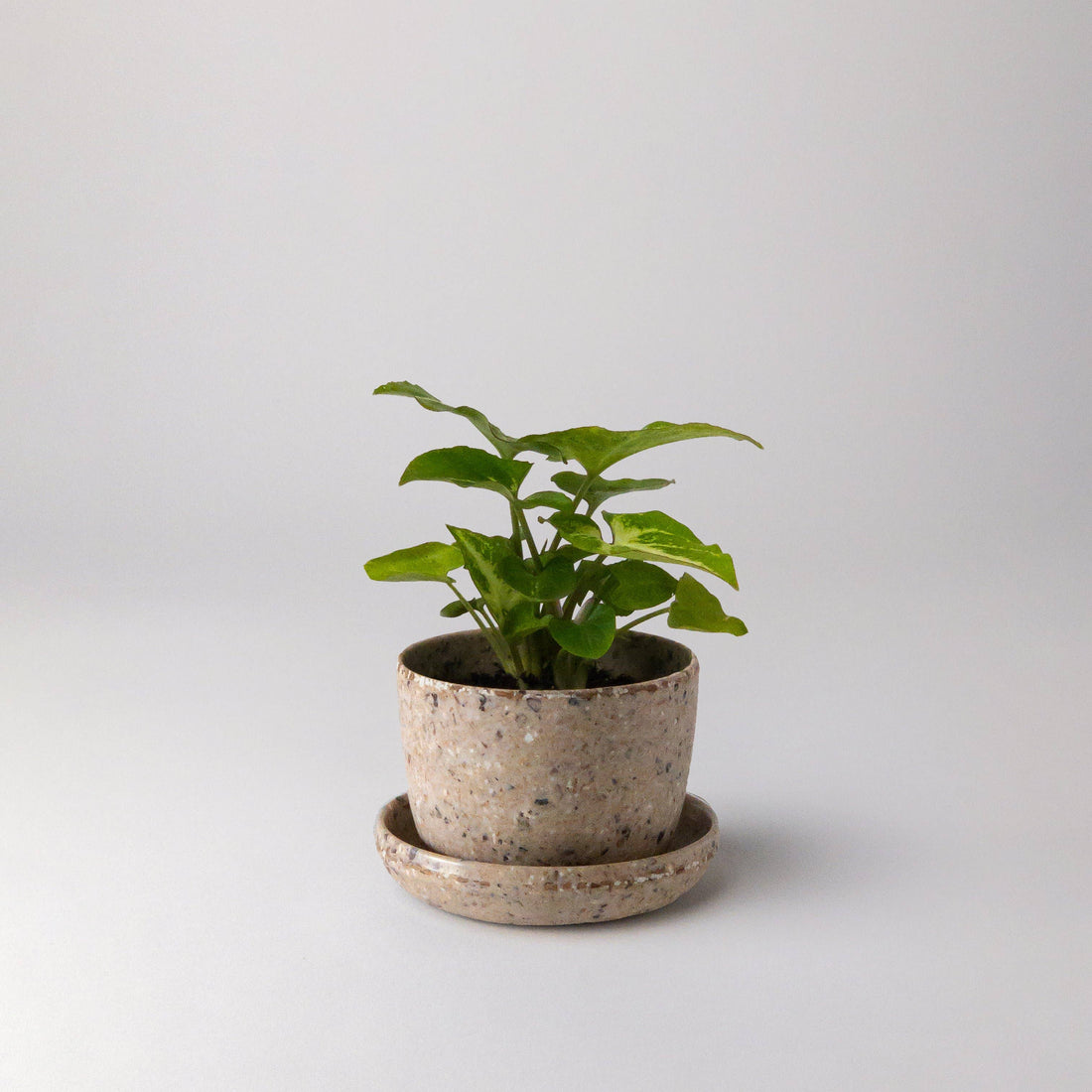 Coffee Bean Husk Mini Planter Pot