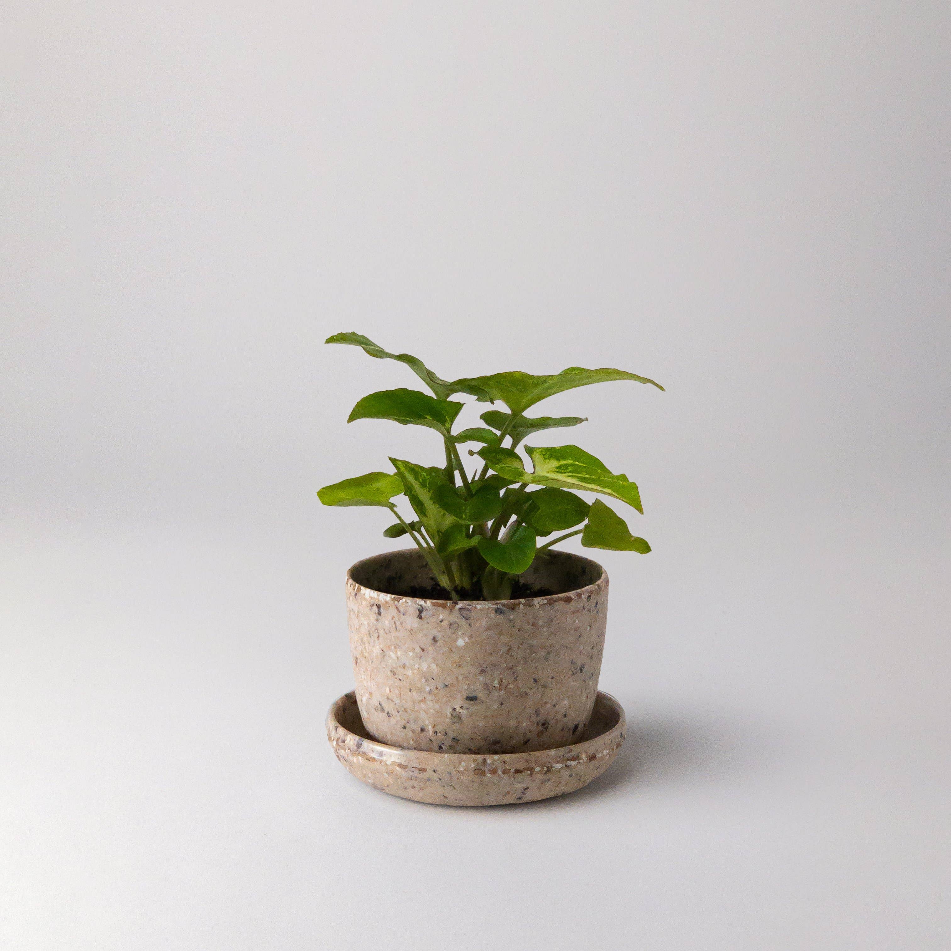 Coffee Bean Husk Mini Planter Pot