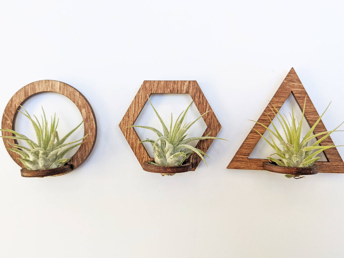 Wood Air Plant Magnet: Hexagon - Walnut Color