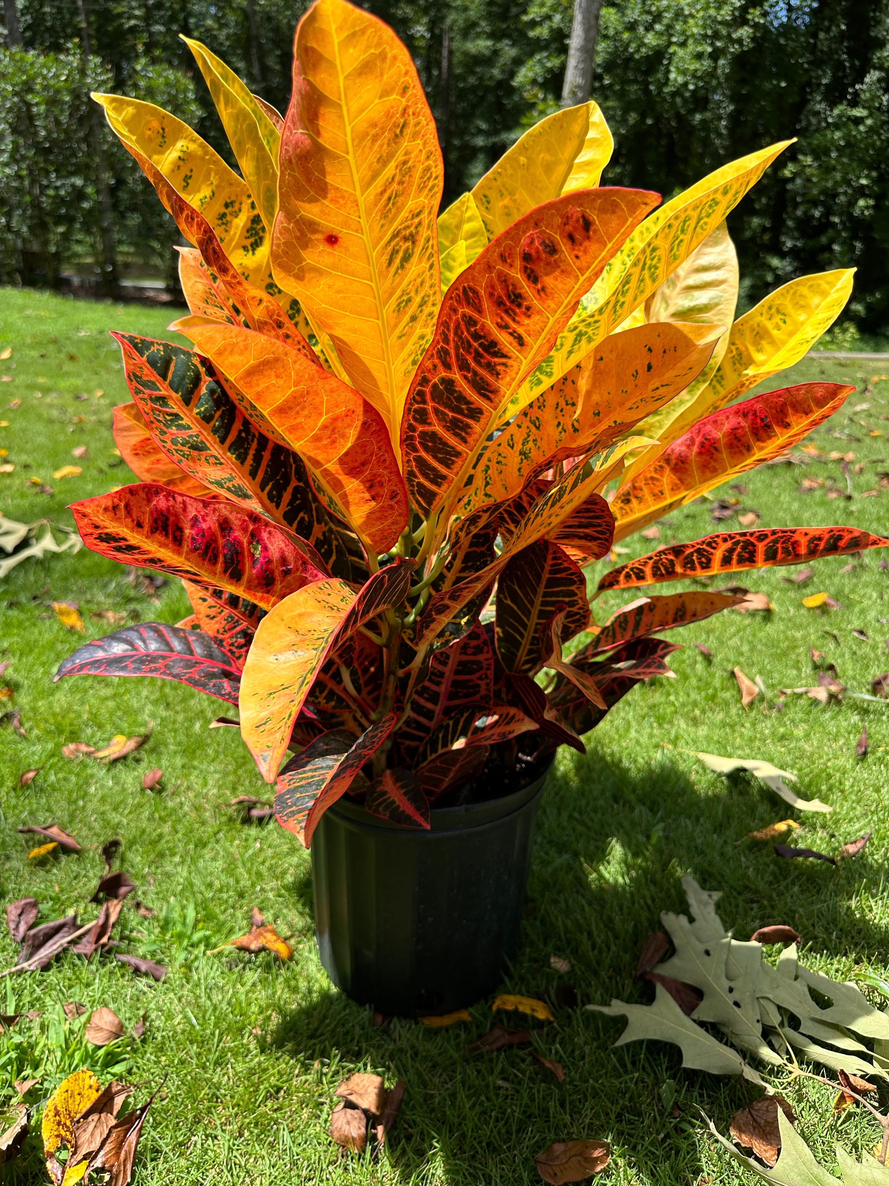 Croton Petra