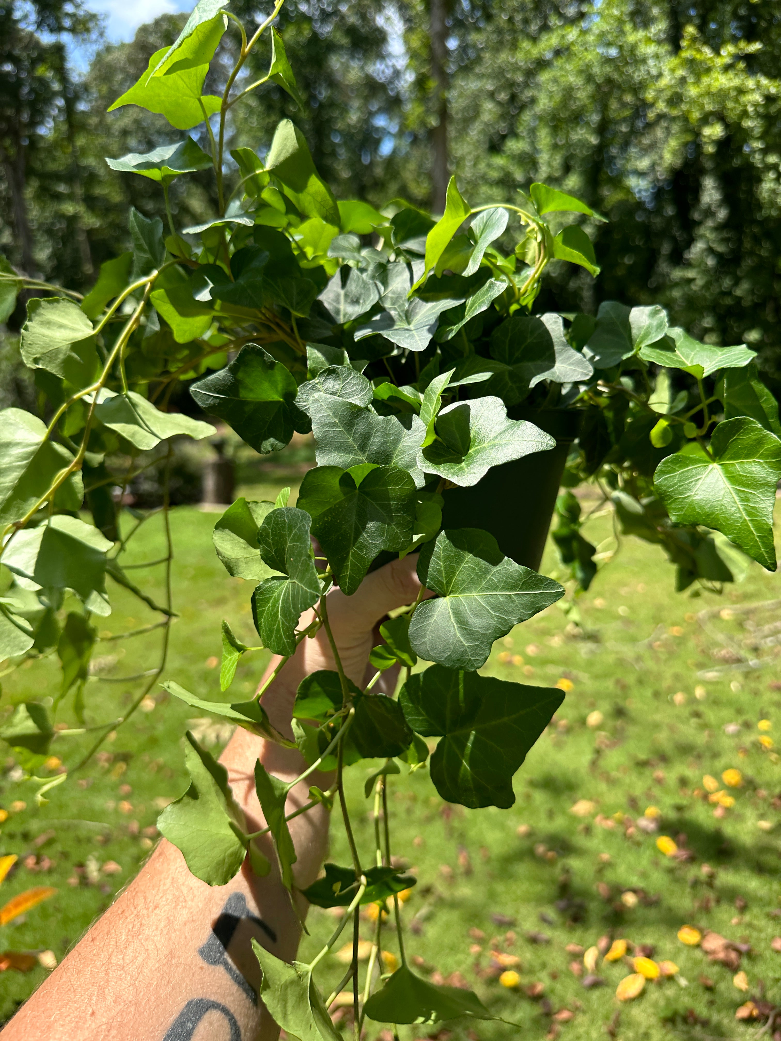 English Ivy