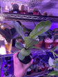 Ficus Lyrata