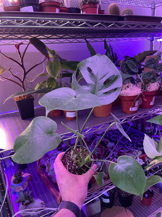 Monstera Deliciosa