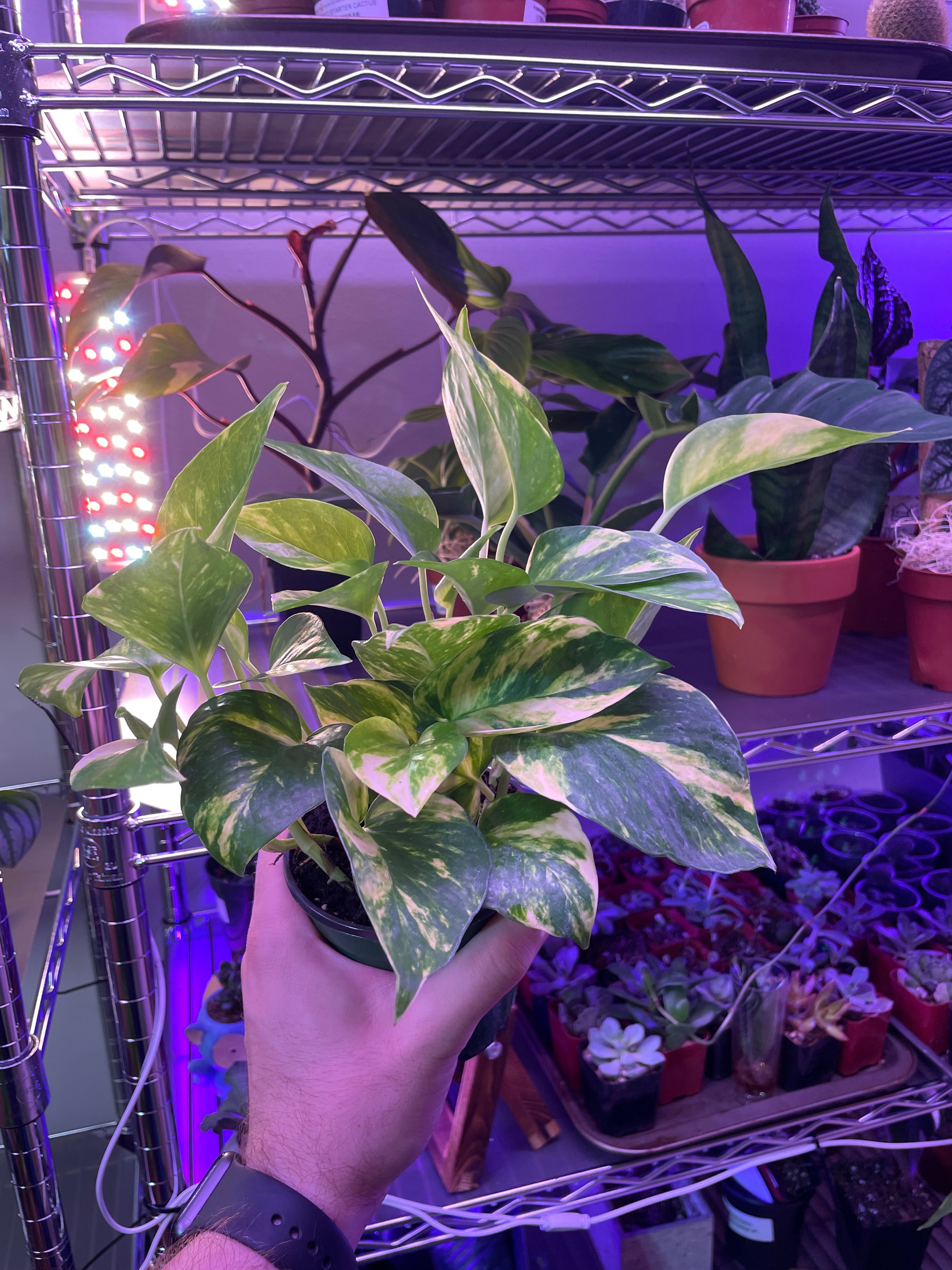 Pothos Golden