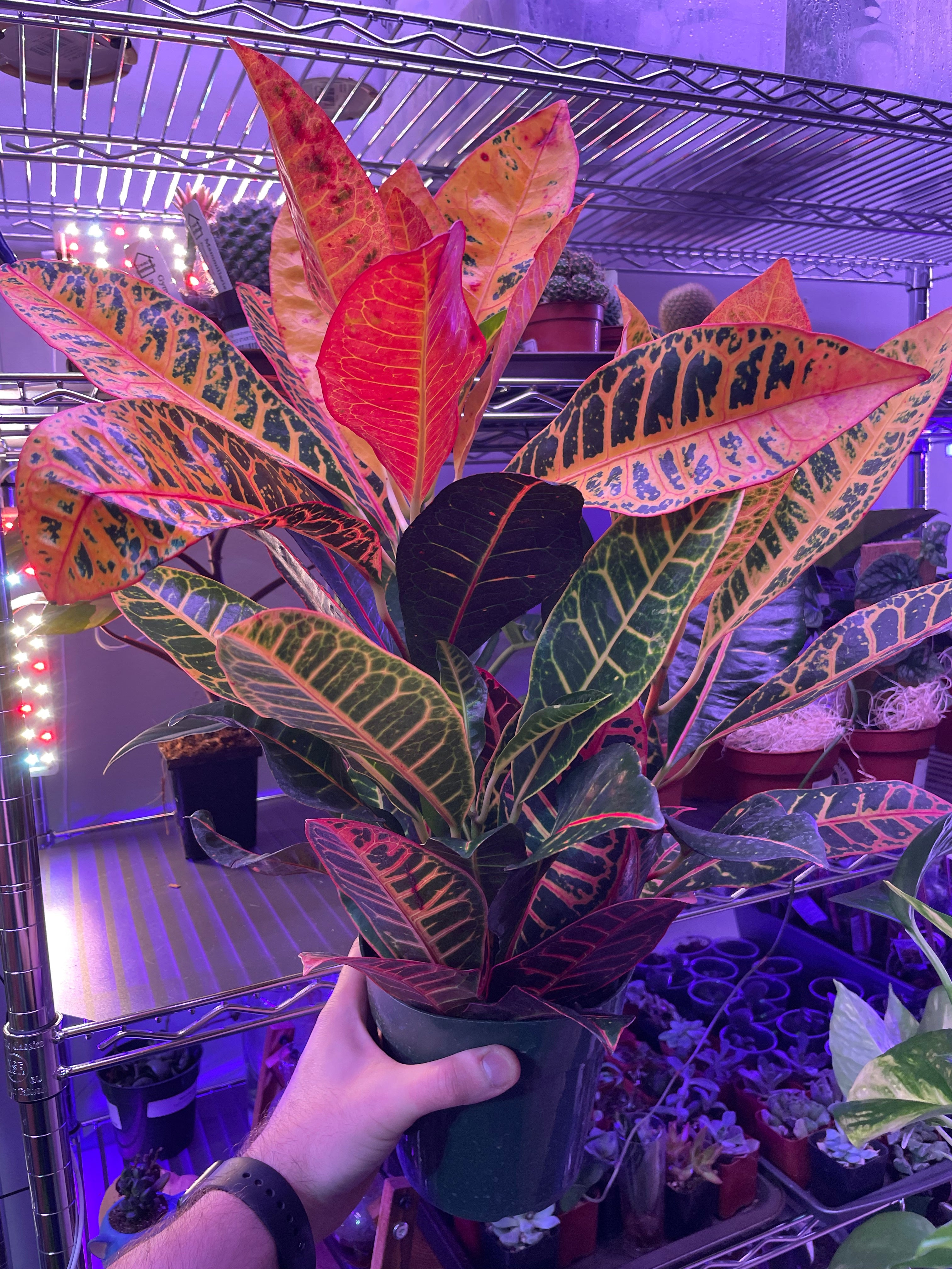 Croton Petra