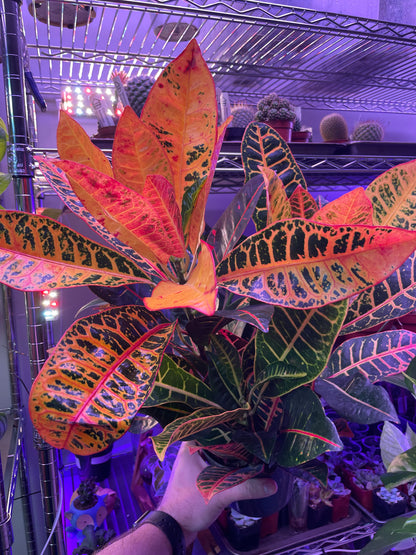 Croton Petra