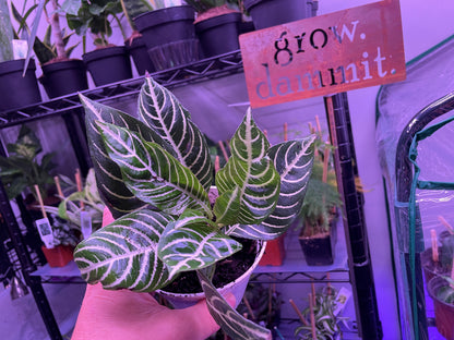 Aphelandra Zebra