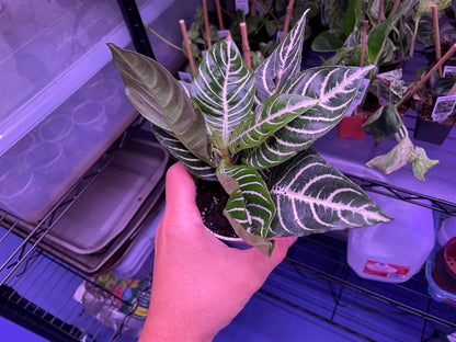 Aphelandra Zebra