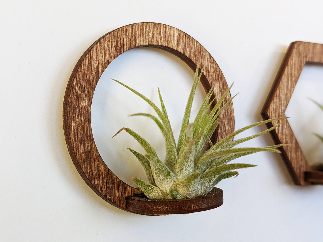 Wood Air Plant Magnet: Geometric Circle - Walnut