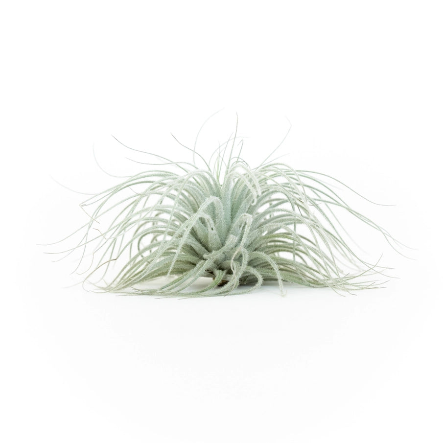 Assorted Air Plants