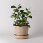 7" Coffee Bean Planter Pot