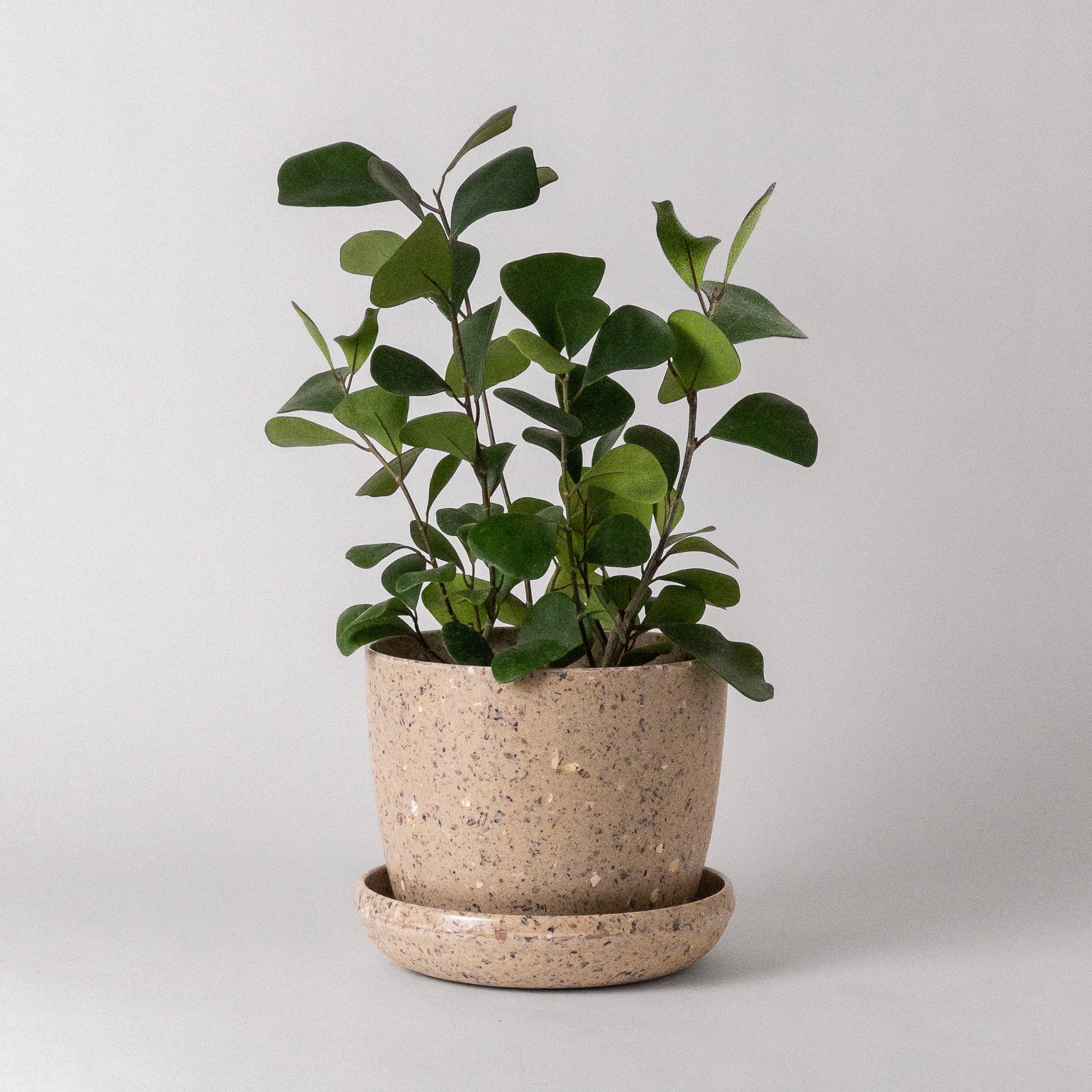 7&quot; Coffee Bean Planter Pot