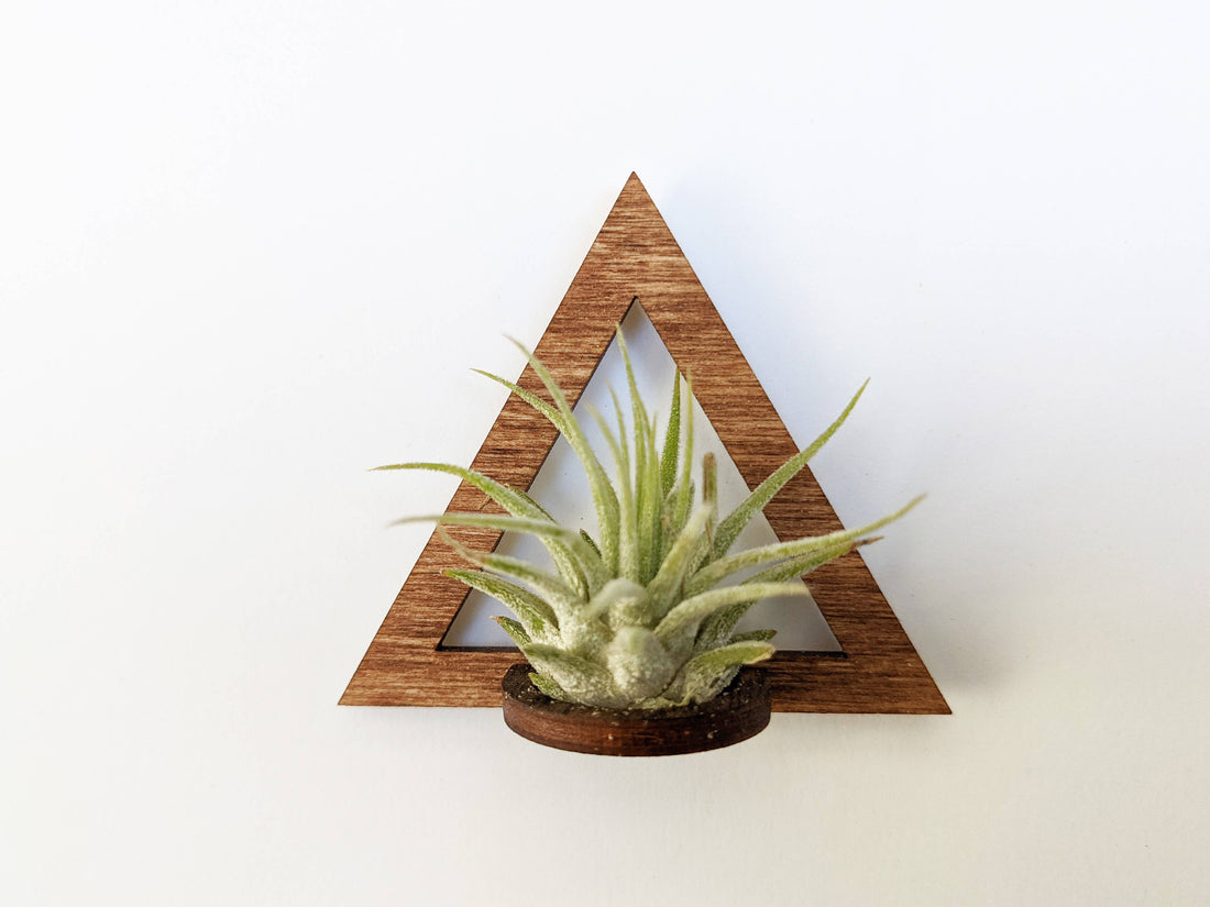 Wood Air Plant Magnet: Geometric Triangle - Walnut