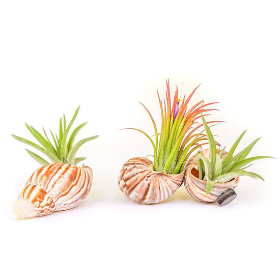 Magnetic Seashell with Air Plant