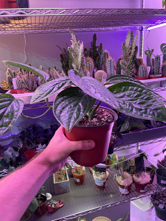 Monstera Peru