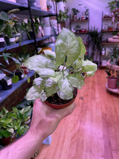 Syngonium White Butterfly