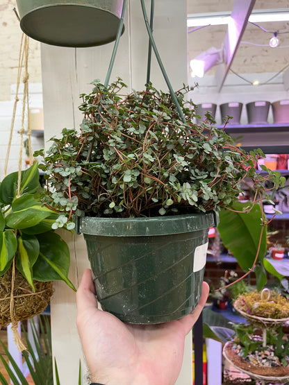 Pilea Silver Baby Tears